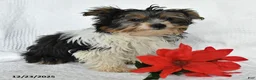 Yorkshire Terrier dogs for sale: Domino - Ad 8