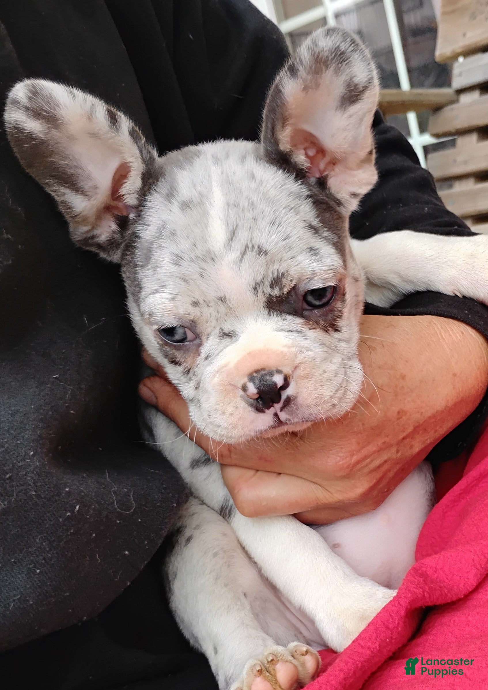 Boston Terrier dogs Regina - Ad 2