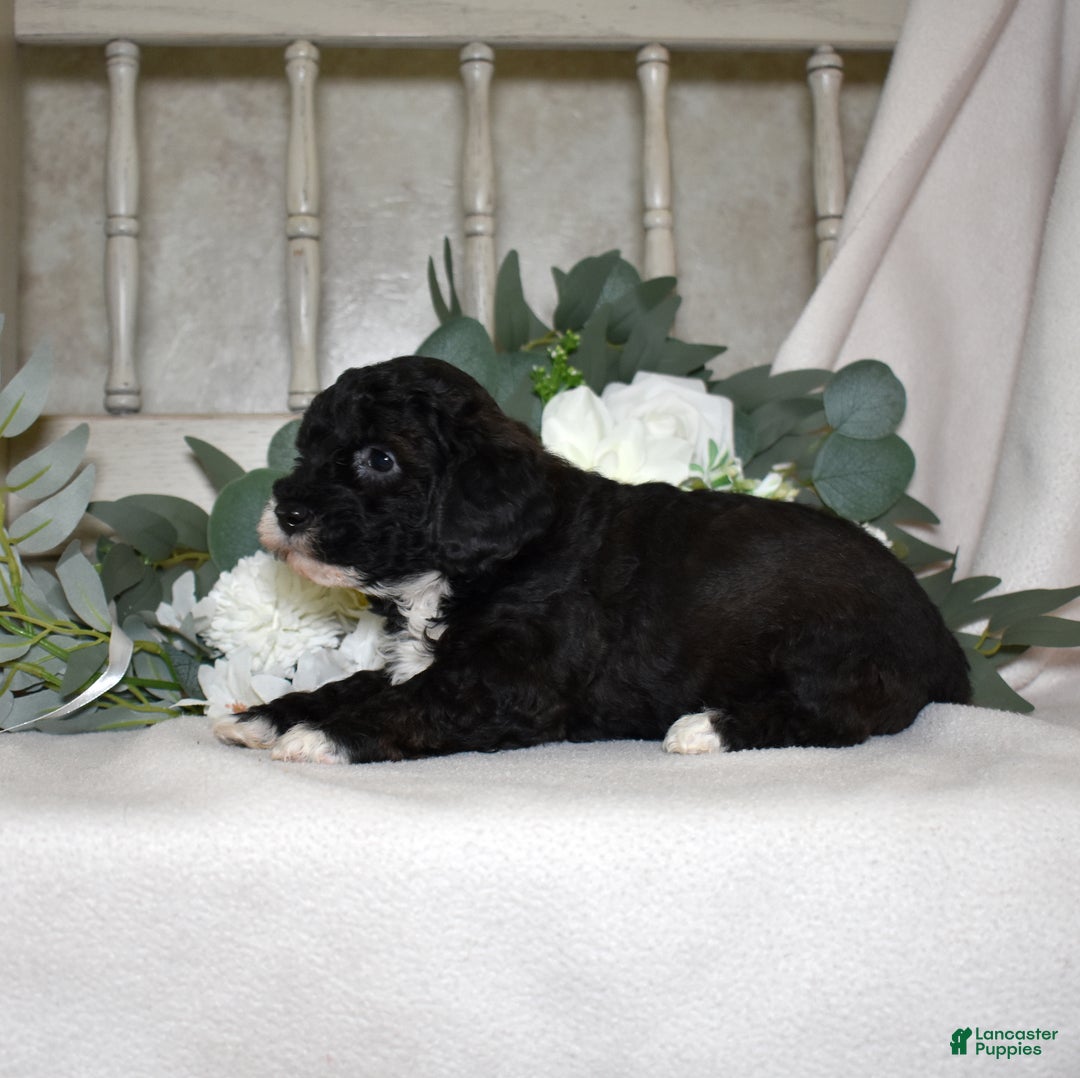 Miniature Poodle dogs for sale: Jackson  - Ad 3