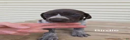 German Shorthaired Pointer dogs for sale: Birdie  - Ad 1
