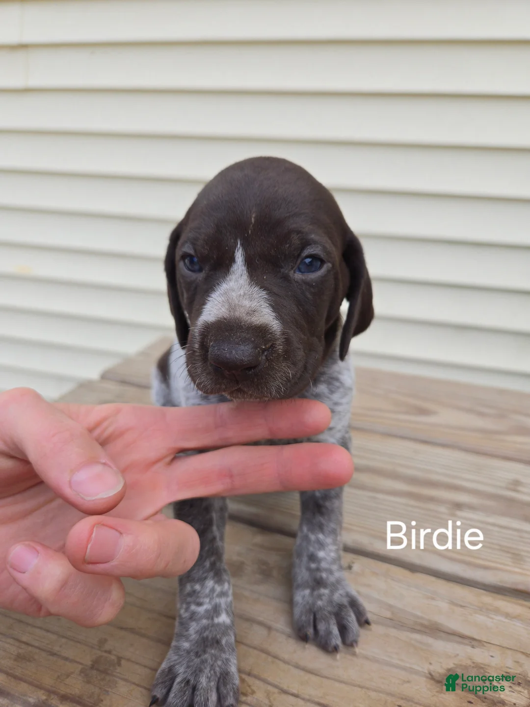 German Shorthaired Pointer dogs for sale: Birdie  - Ad 1