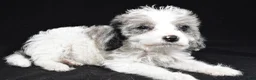 Mixed Breed dogs for sale: Ginger - Ad 7