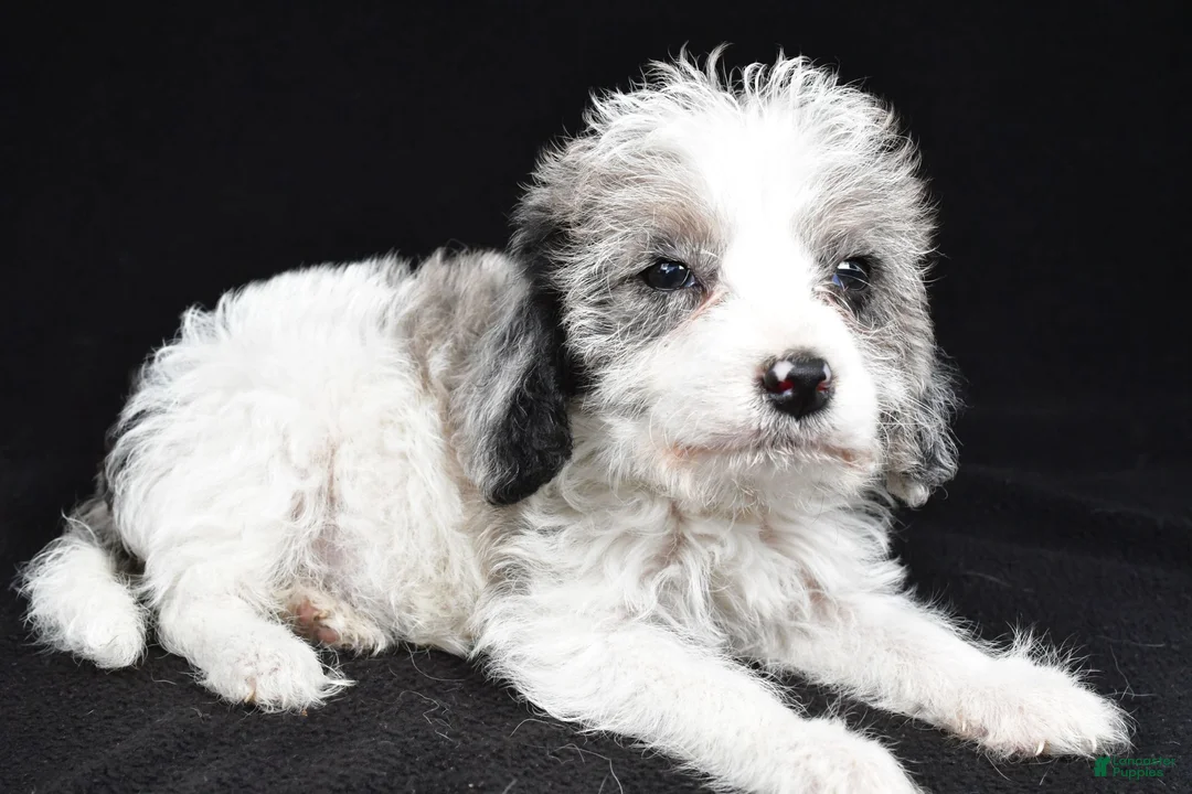 Mixed Breed dogs for sale: Ginger - Ad 7