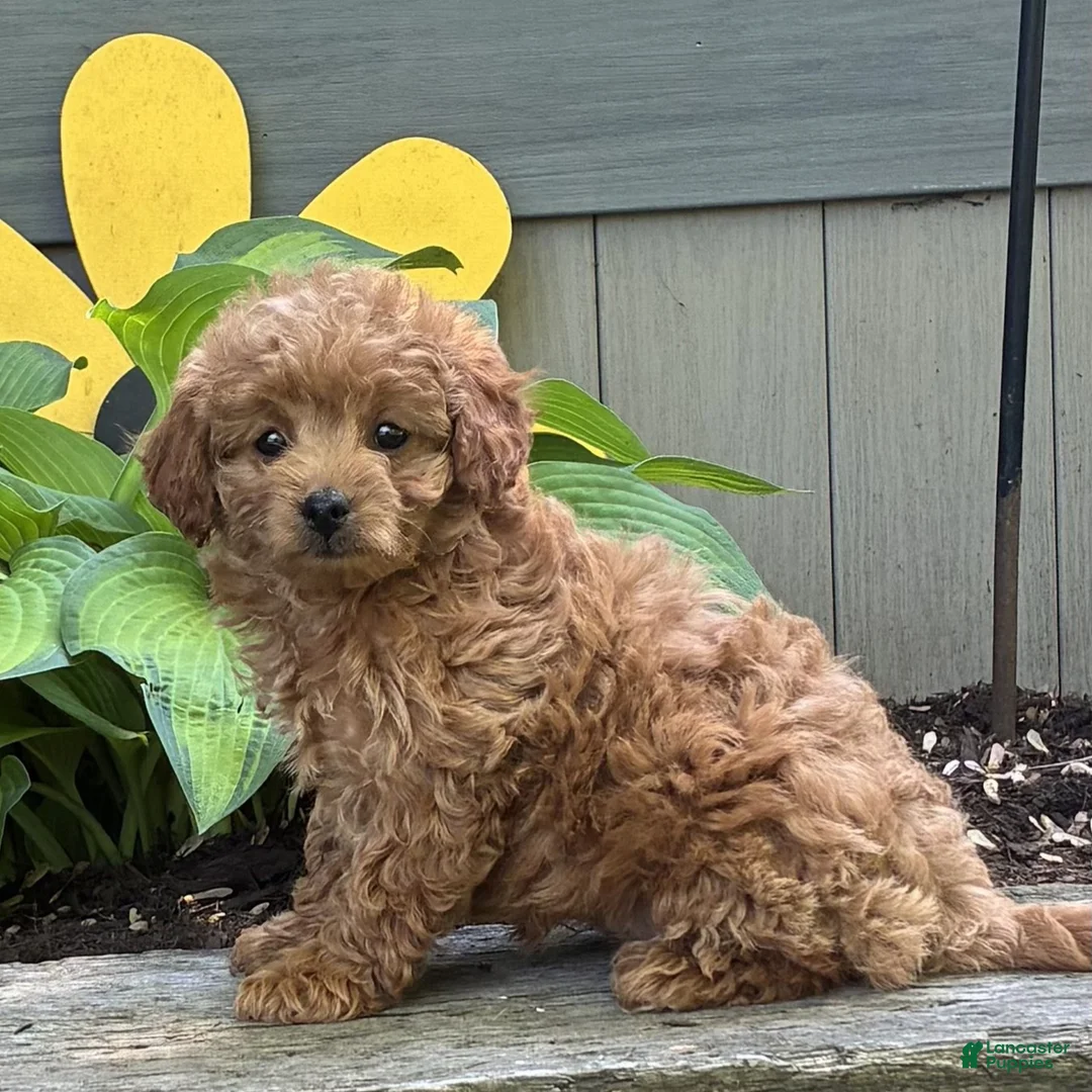 Cavapoo dogs for sale: Chelsey  - Ad 1