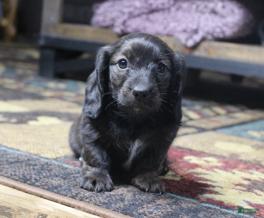 Dachshund dogs Abby - Ad 13