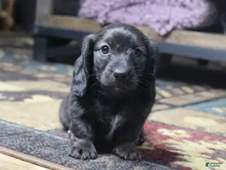 Dachshund dogs Abby - Ad 13