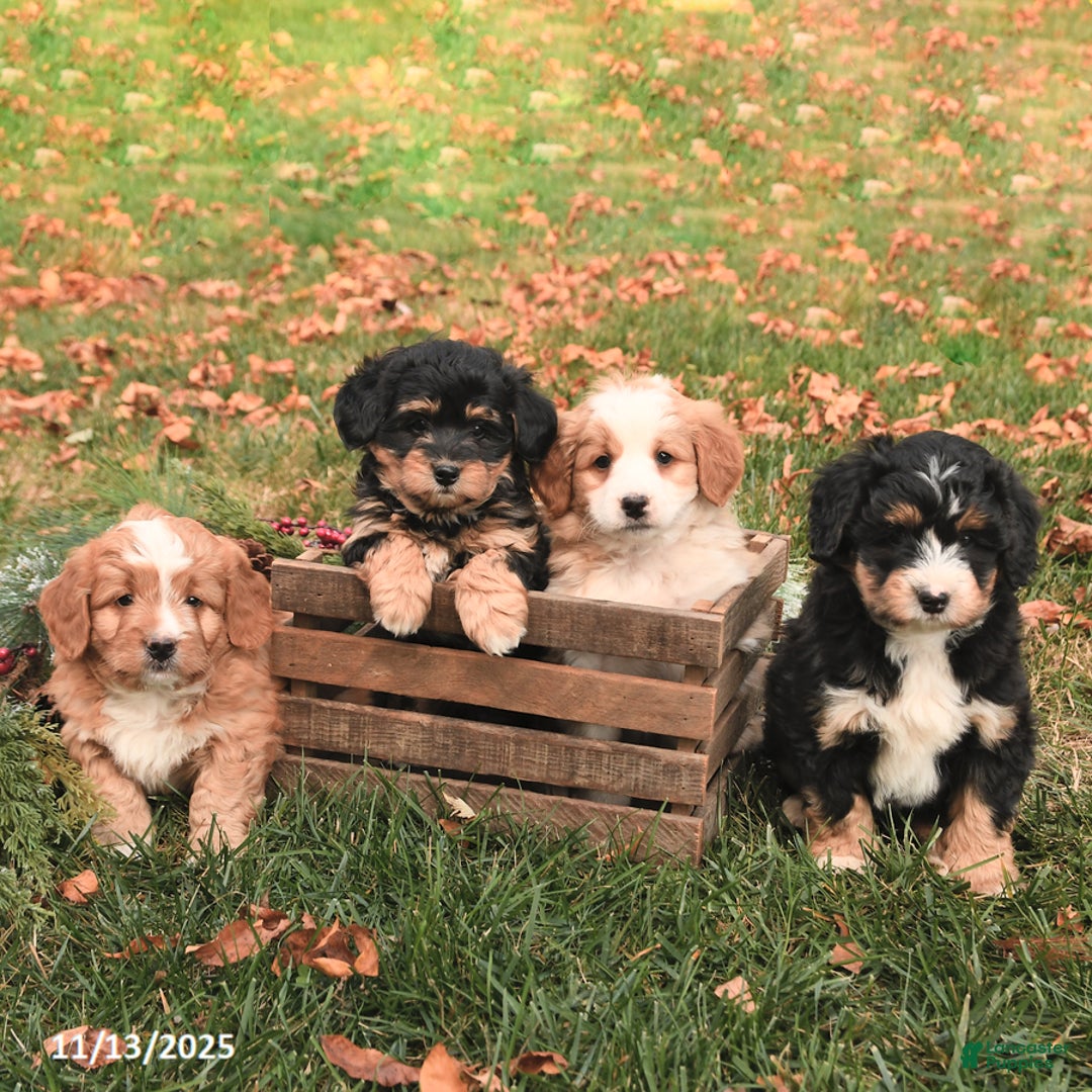 Mini Bernedoodle dogs for sale: Tessa - Ad 5