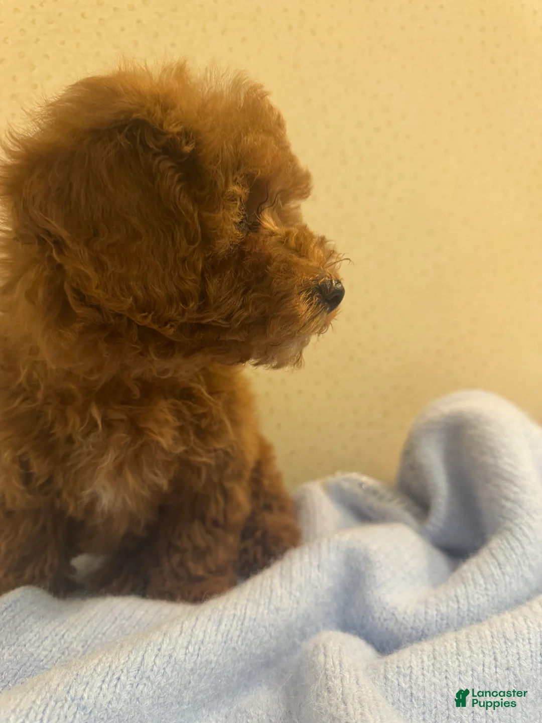Toy Poodle dogs for sale: Coffee - Ad 5