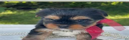 Yorkshire Terrier dogs for sale: Ritzy - Ad 6