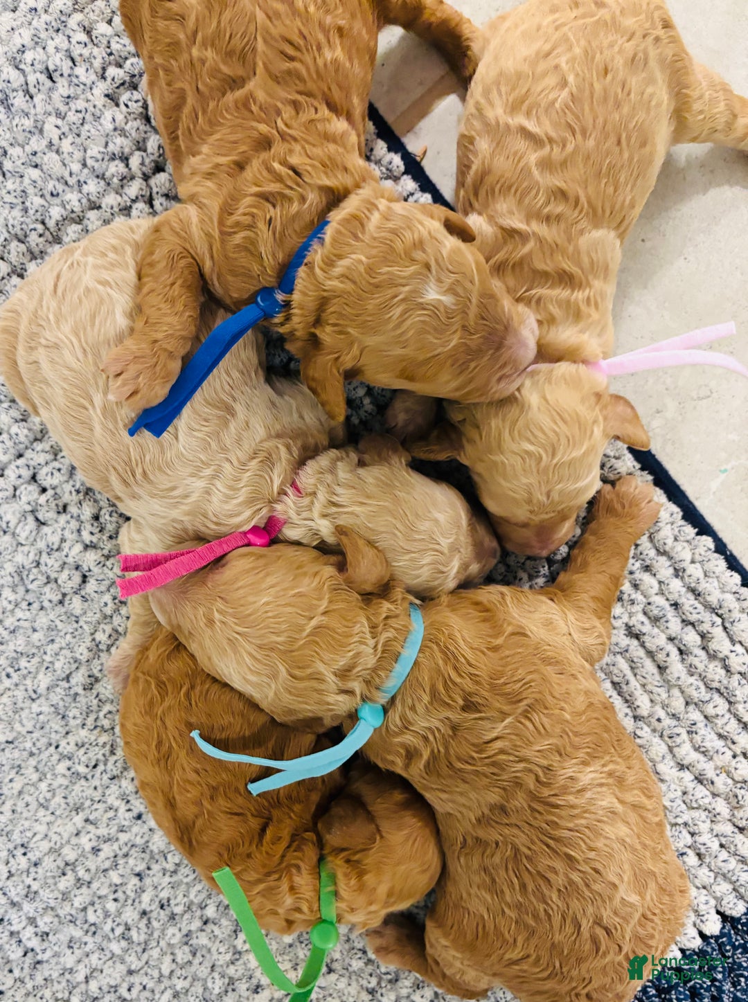 Miniature Poodle dogs for sale: Frosty  - Ad 3