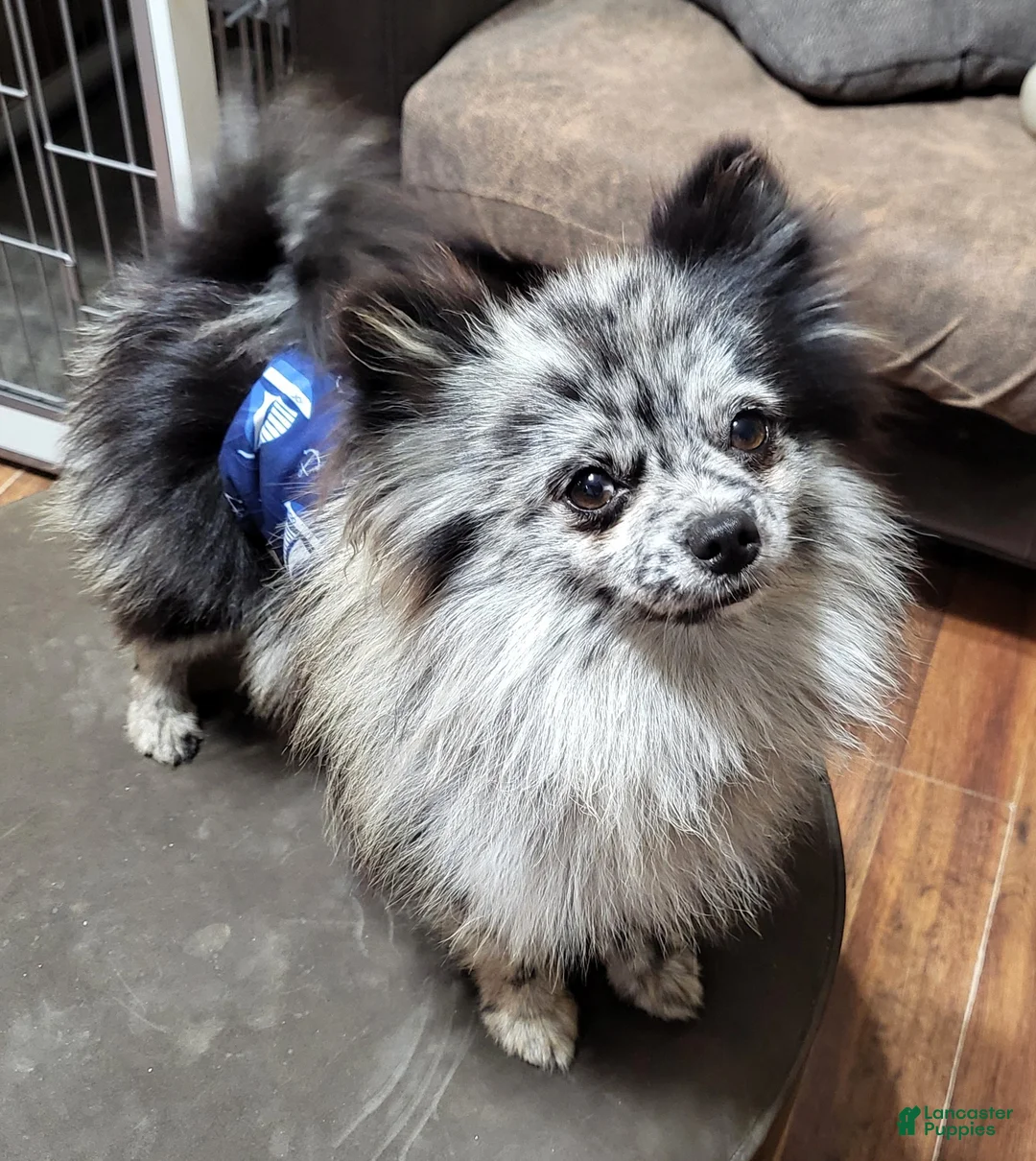 Pomeranian dogs for sale: Sweetpea - Ad 9