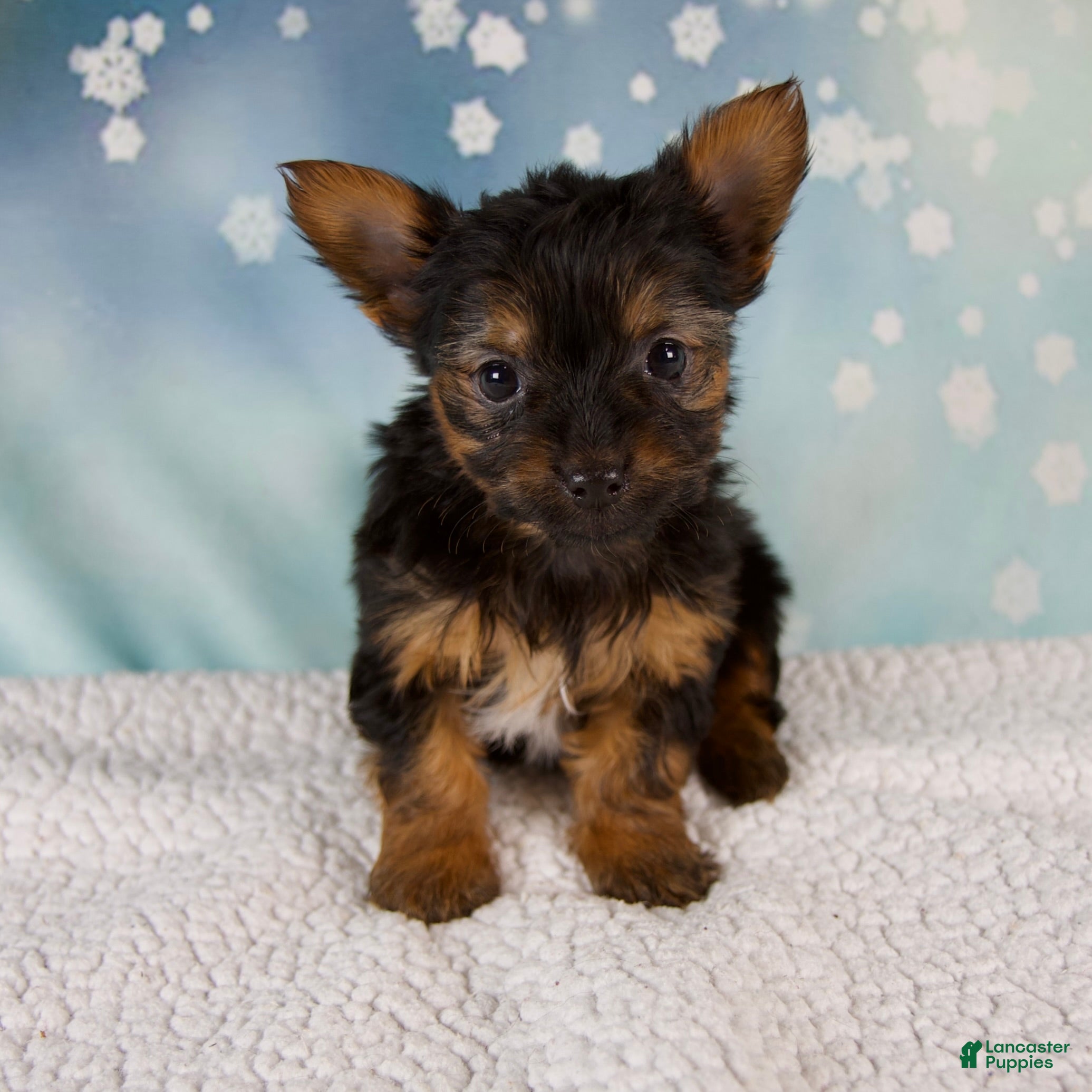 Yorkshire Terrier dogs Kylie - Ad 2