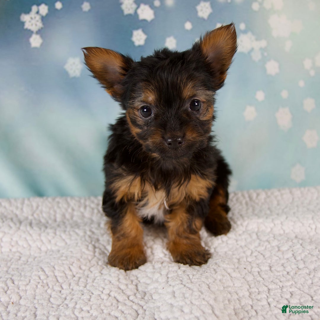Yorkshire Terrier dogs for sale: Kylie - Ad 1