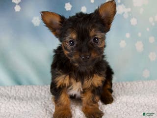 Yorkshire Terrier dogs Kylie - Ad 2