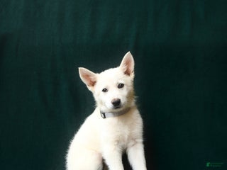 American Eskimo dogs Teagan - Ad 11