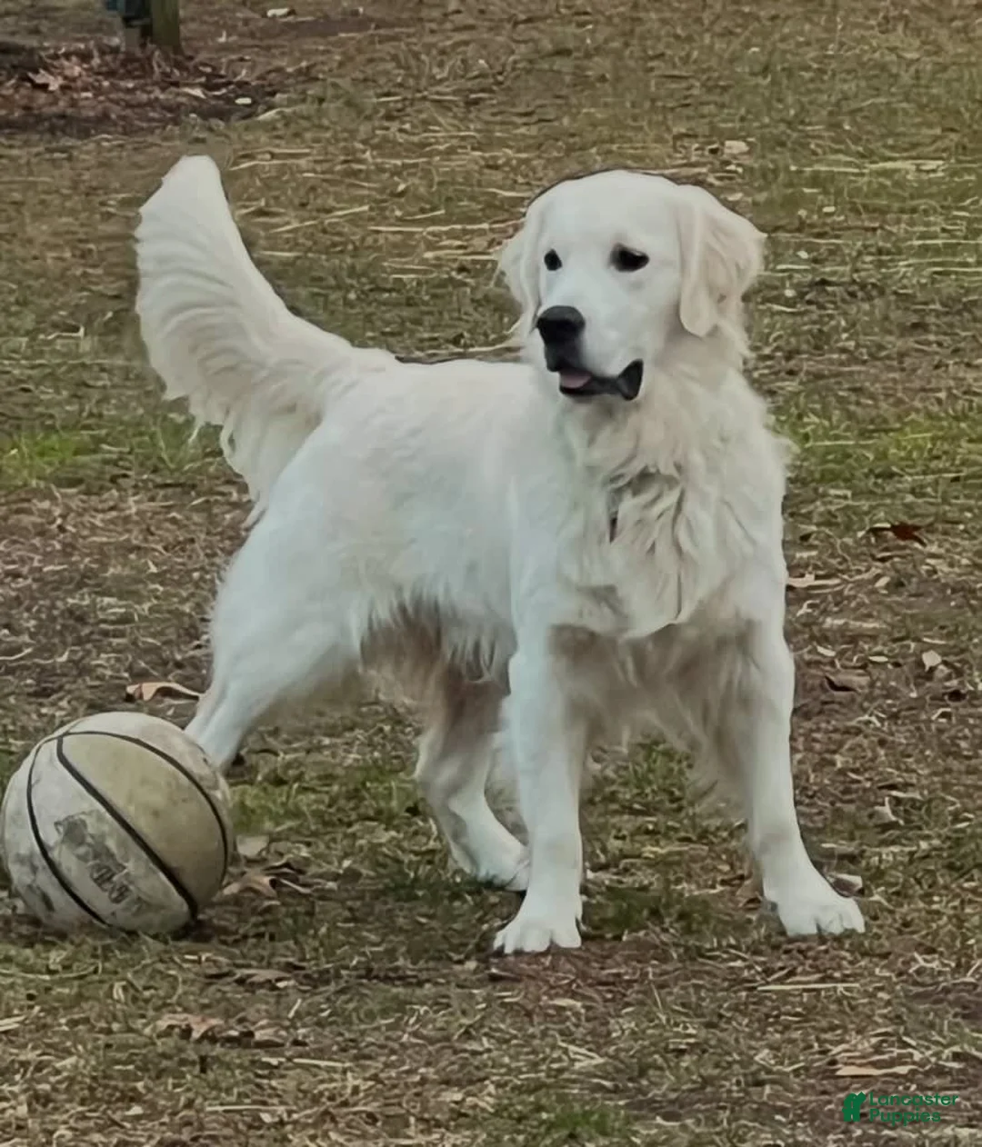 Gallery Image {{count}}