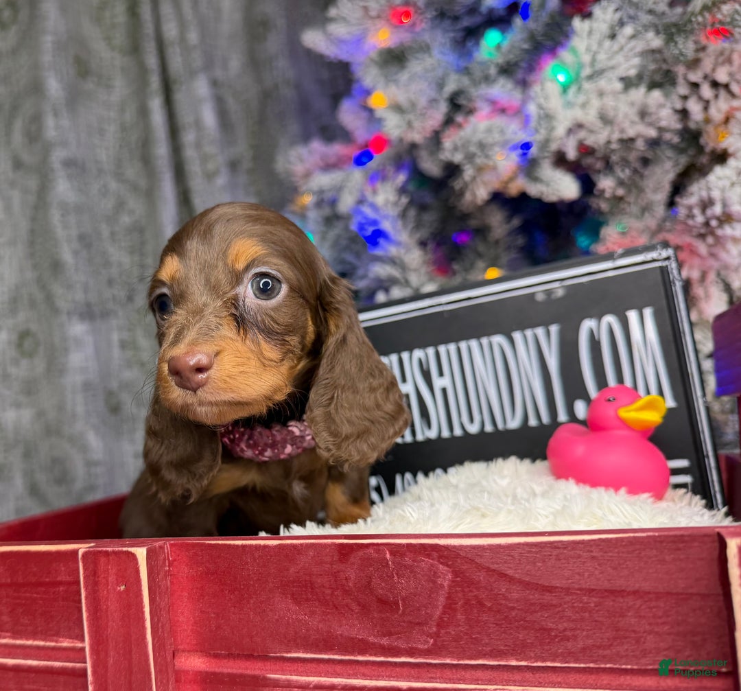 Miniature Dachshund dogs for sale: Ready Xmas eve - Ad 5