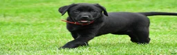 Labrador Retriever dogs for sale: Lola - Ad 8