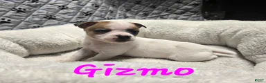 Jack Russell Terrier Puppy 5