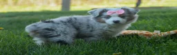 Australian Shepherd dogs for sale: MIA - Ad 6