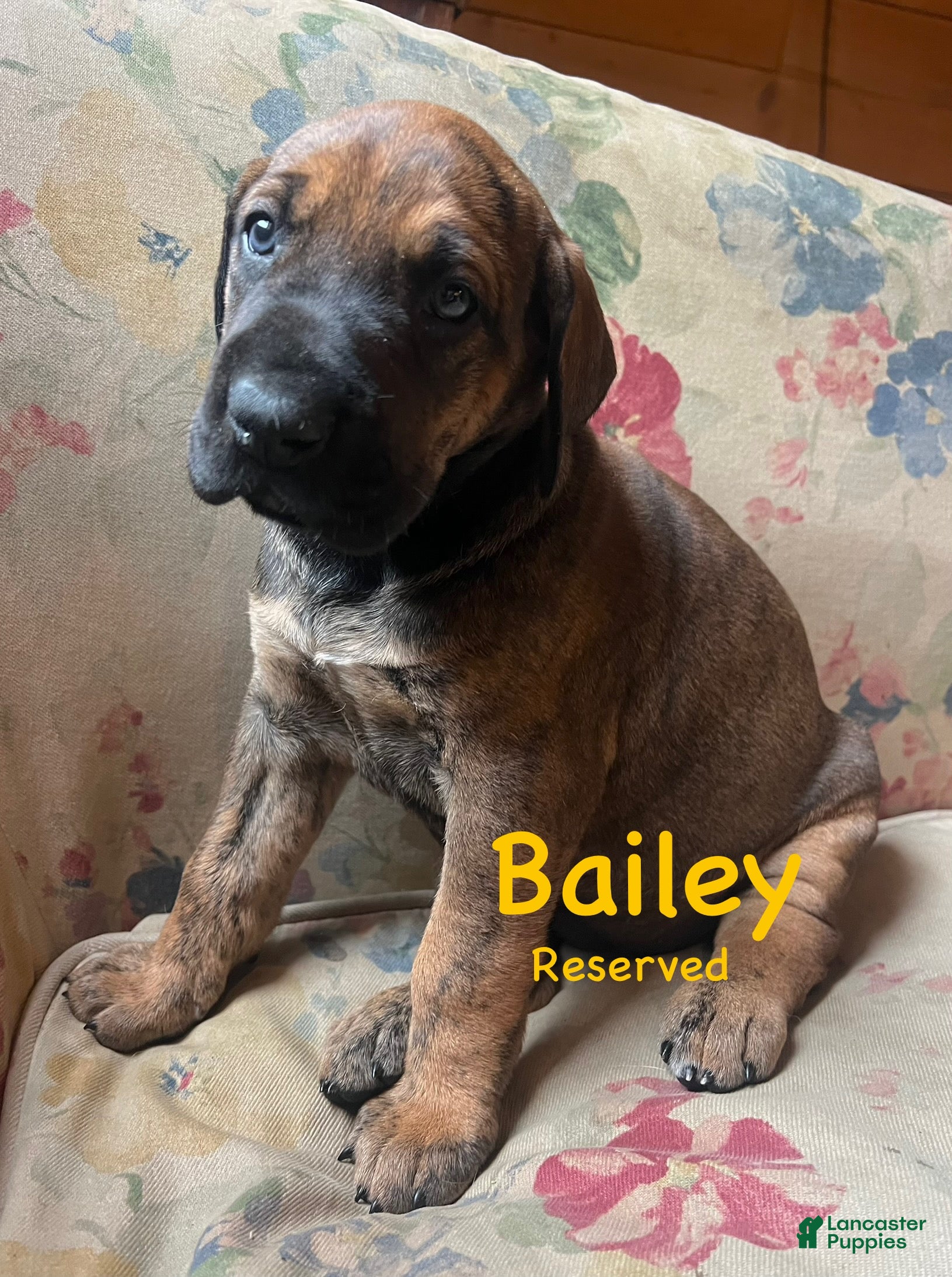 Great Dane dogs Peep - Ad 32