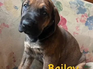 Great Dane dogs Peep - Ad 32