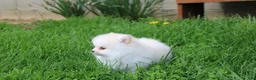 Pomeranian dogs for sale: Charlie  - Ad 11
