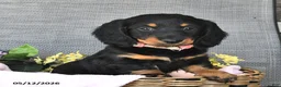 Miniature Dachshund dogs for sale: Kandy - Ad 1