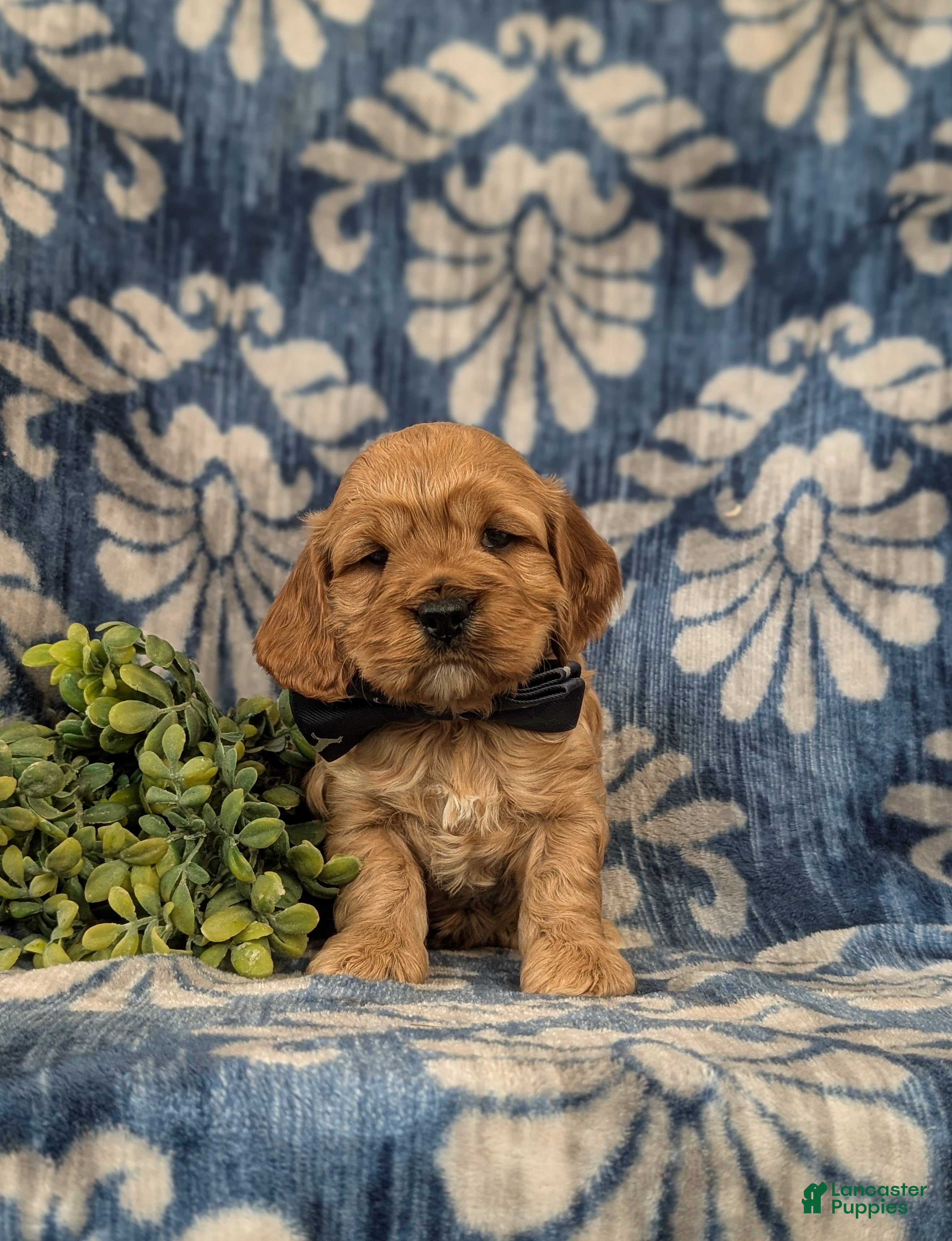 Cockapoo dogs Donnally - Ad 2