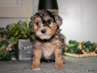 Cavapoo dogs Marv - Ad 40