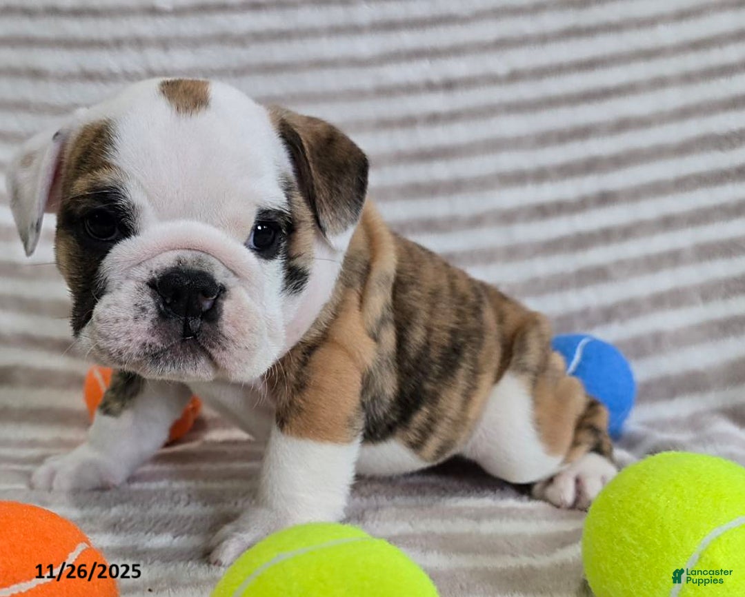 English Bulldog dogs for sale: Timmy - Ad 6