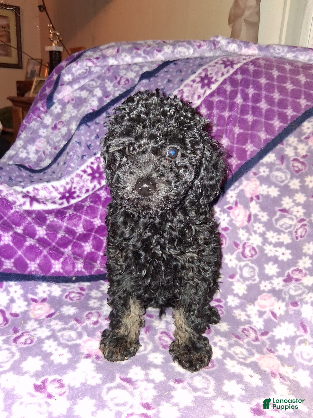 Toy Poodle dogs for sale: Toy Poodle Puppy 4 licorice  - Ad 1