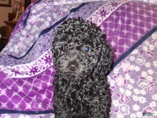 Toy Poodle dogs Toy Poodle Puppy 4 licorice - Ad 8