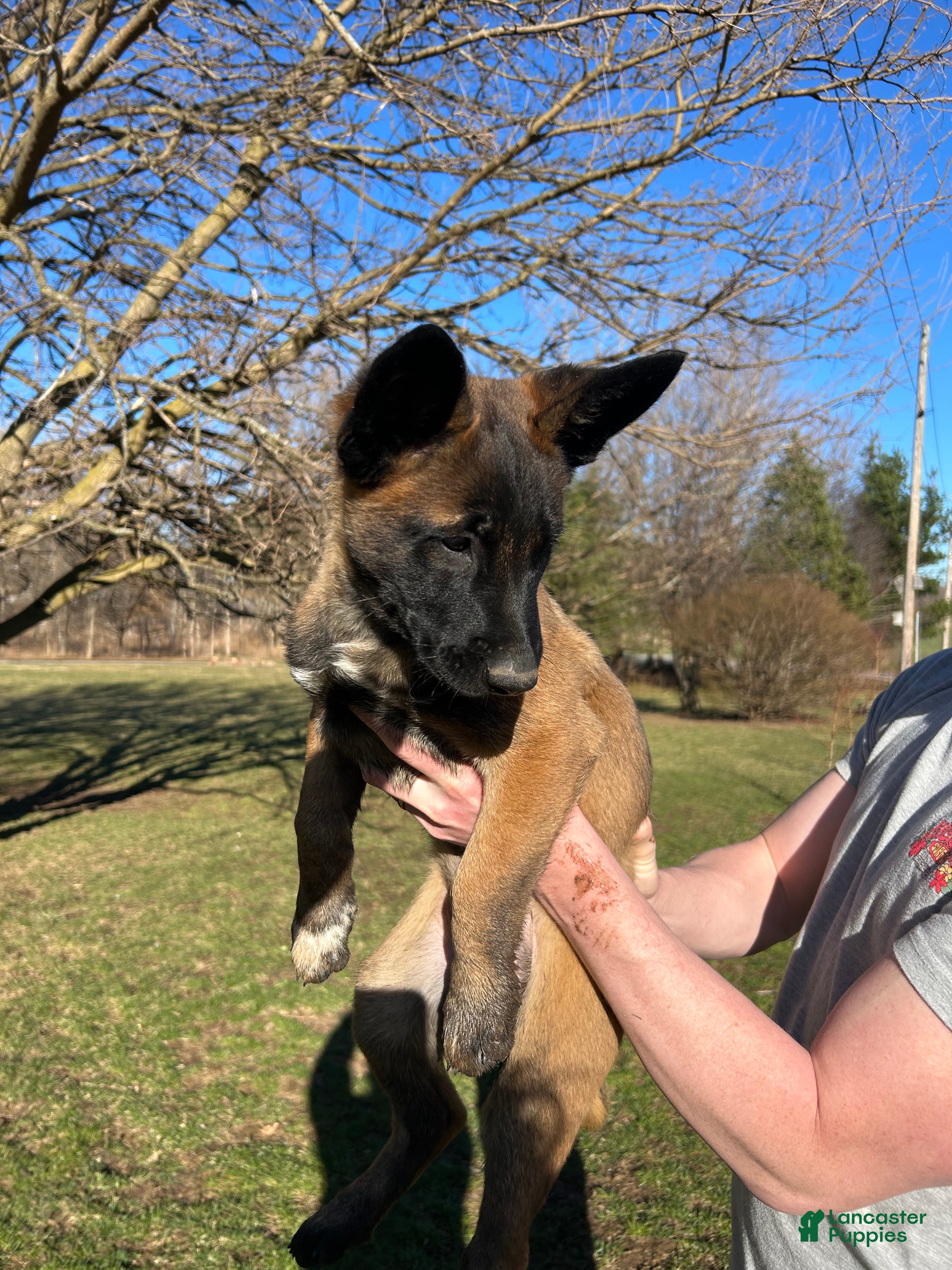 Belgian Malinois dogs Lavendar - Ad 1