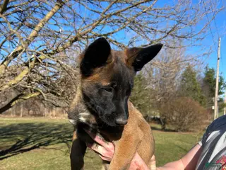 Belgian Malinois dogs for sale: Lavendar - Ad 1