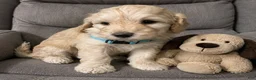 Aussiedoodle dogs for sale: Aqua collar  - Ad 3