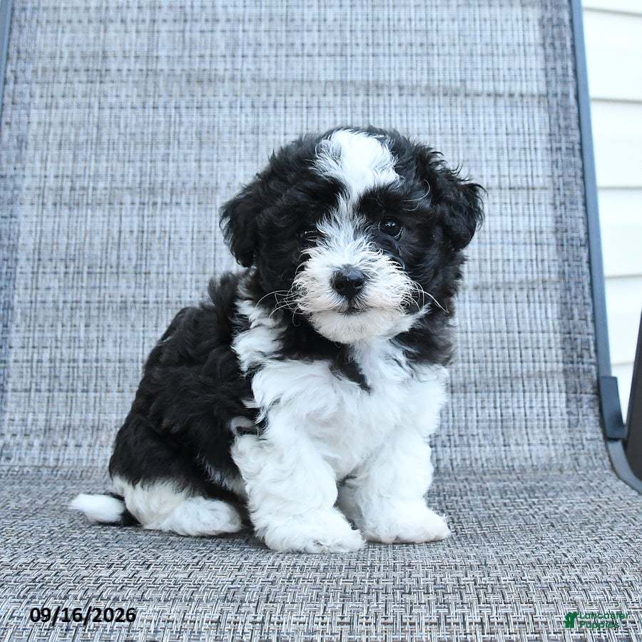 Havapoo dogs Angel - Ad 1