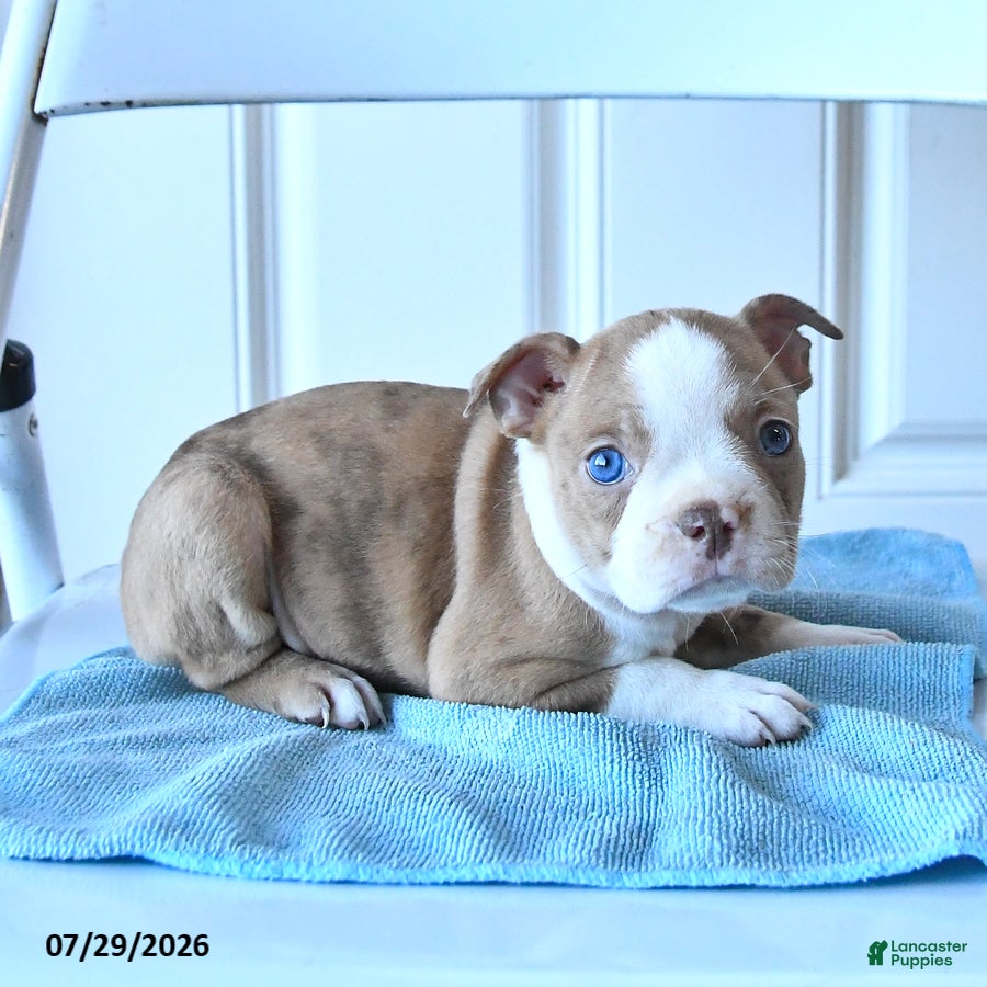 Boston Terrier dogs Bella   - Ad 1