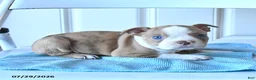 Boston Terrier dogs for sale: Bella   - Ad 1