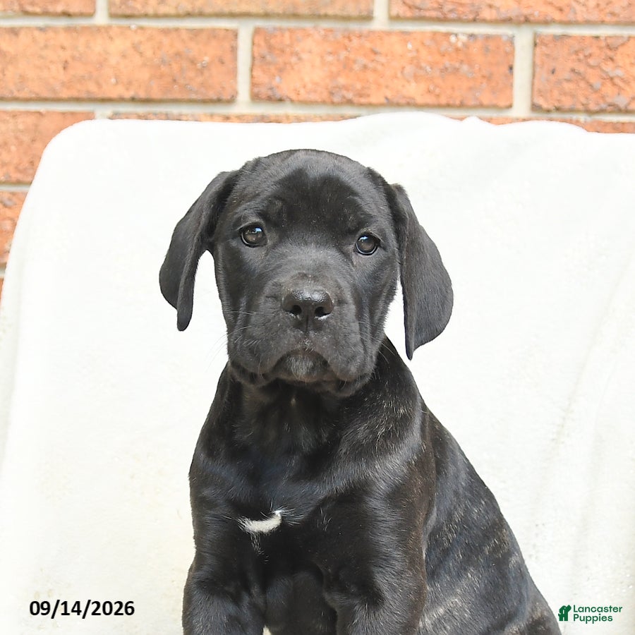 Cane Corso dogs Bella   - Ad 2