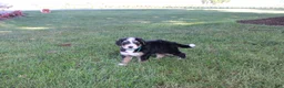 Bernedoodle dogs for sale: Sheldon - Ad 5