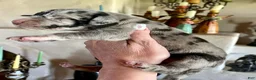 Great Dane dogs for sale: Phantom's Energy Shifter "Jaylen Brown" - Ad 3