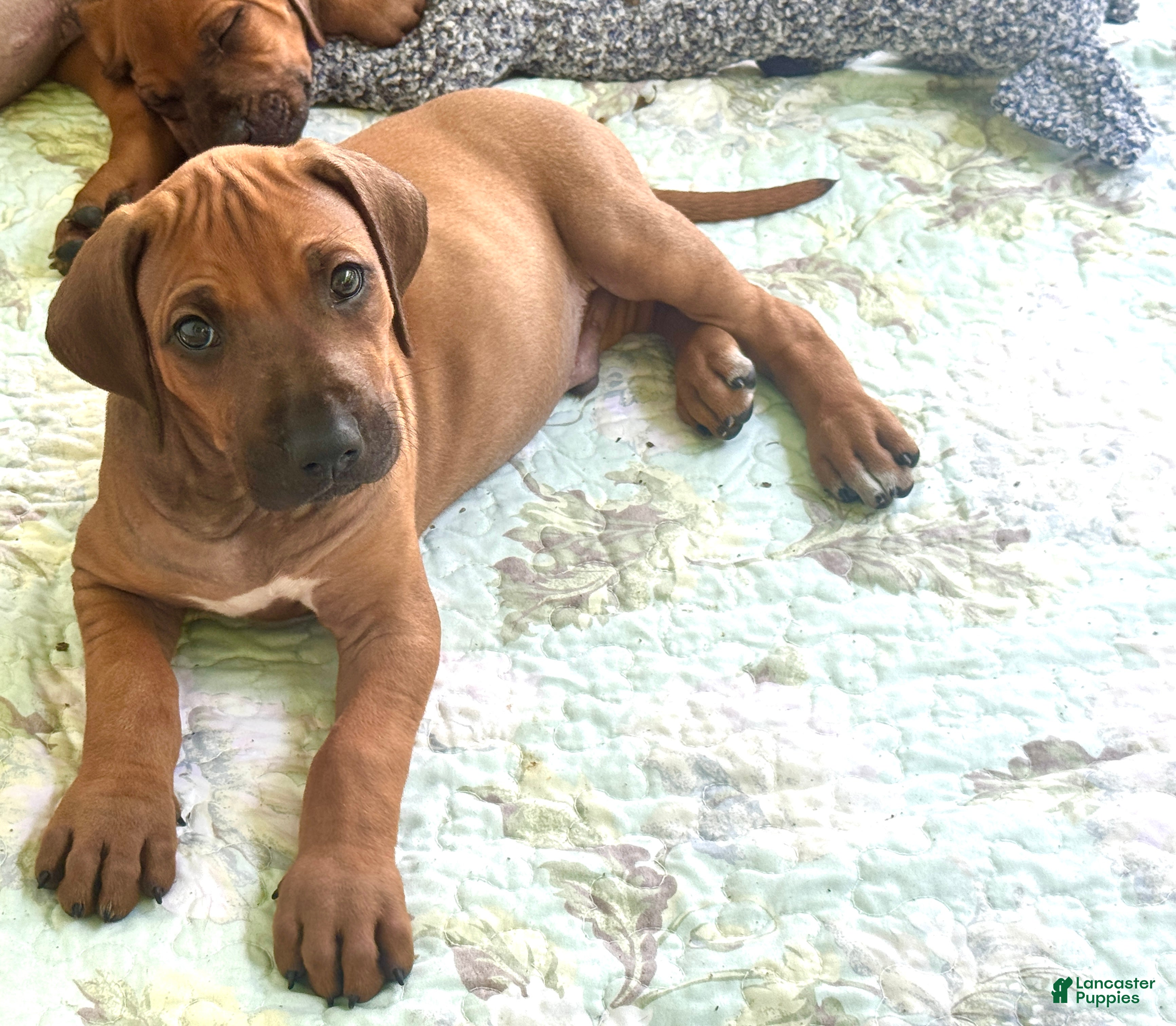 Rhodesian Ridgeback dogs Rhodesian Ridgeback Mr Royal Blue - Ad 2