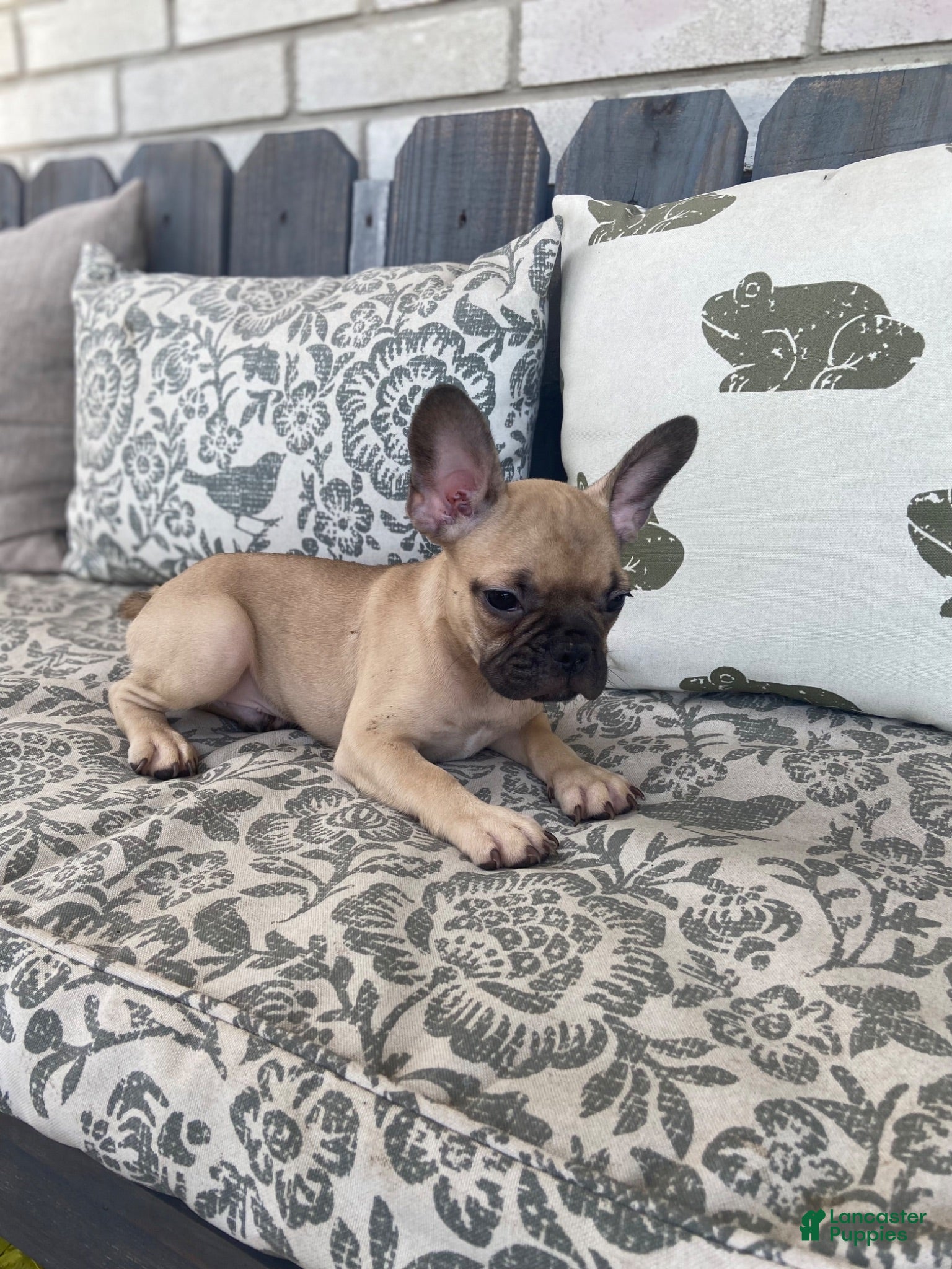 French Bulldog dogs French Bulldog 1 - Ad 11