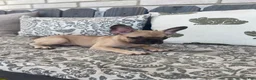 French Bulldog dogs for sale: French Bulldog 1 - Ad 1