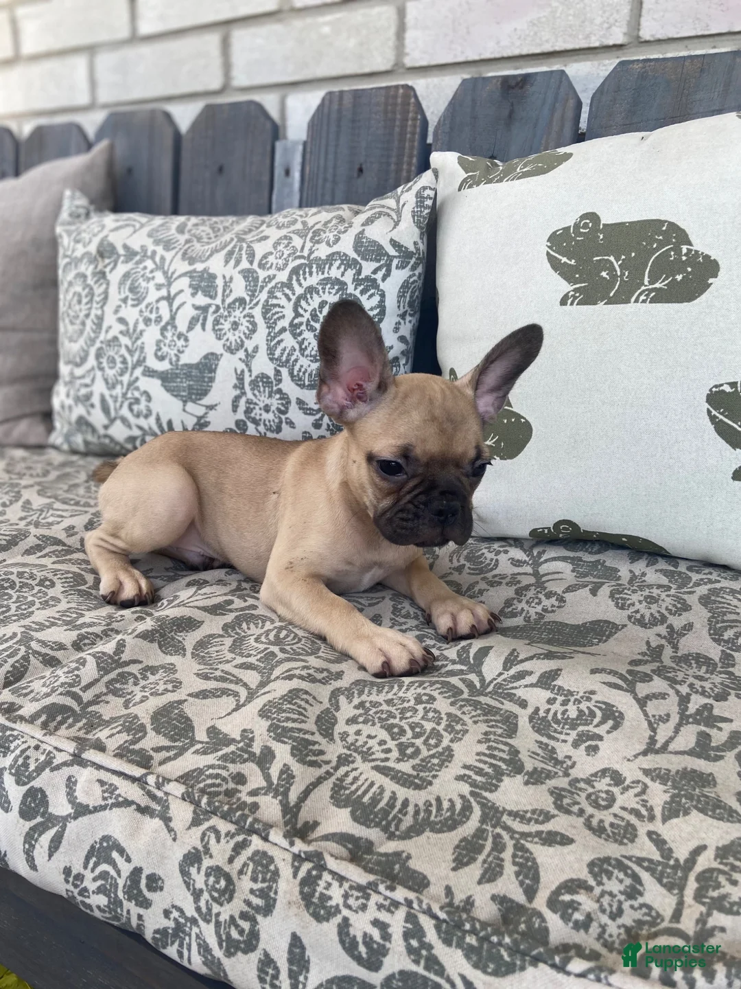 French Bulldog dogs for sale: French Bulldog 1 - Ad 1
