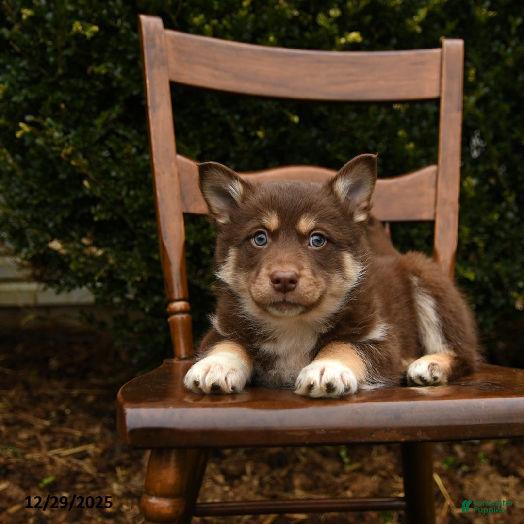 Mixed Breed dogs for sale: Omega - Ad 2