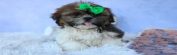 Shih Tzu dogs for sale: RUSTY - Ad 14