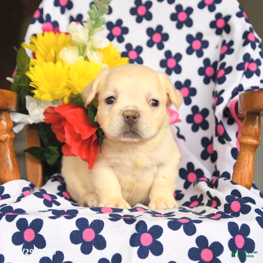 French Bulldog dogs Eddie - Ad 2