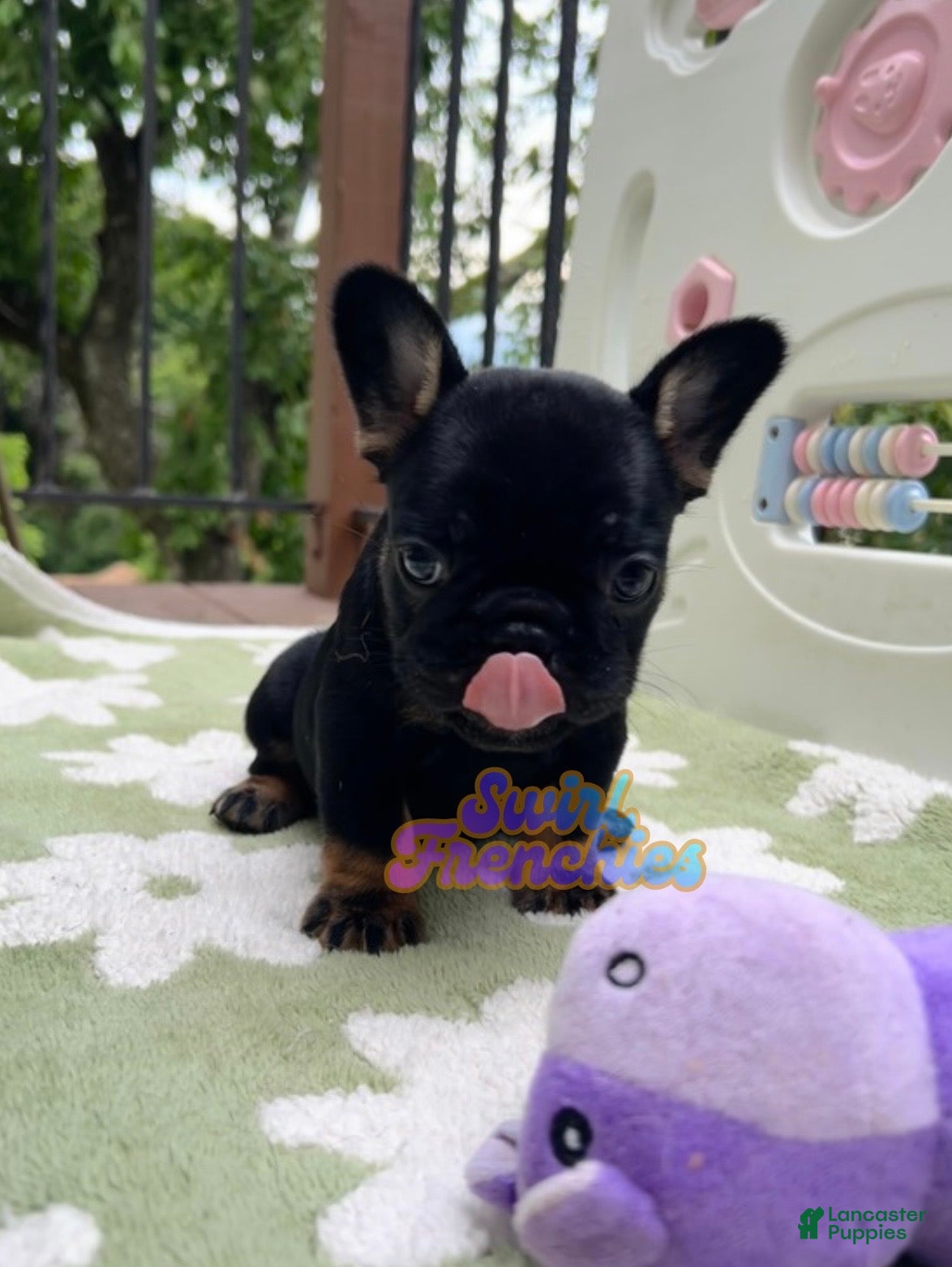 French Bulldog dogs Poppy - Ad 2